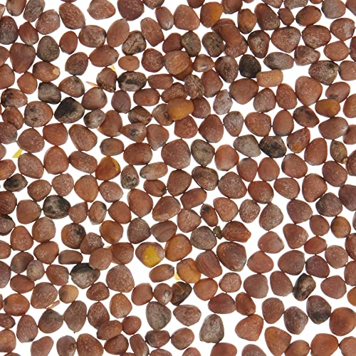 Battle - Semi Ecologici Ravanello Rotondo Rosso