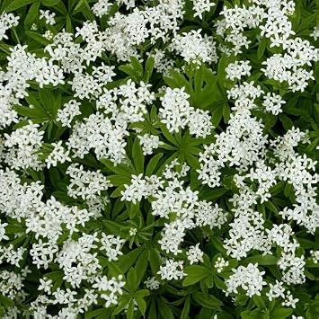 100pcs White Woodruff Flower Seeds