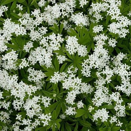 100pcs White Woodruff Flower Seeds
