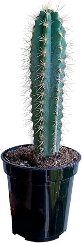 Blue Torch Pilosocereus AzureusPachycladus Cactus Columnar Cactus Exótico Hardy Live Cactus de bajo mantenimiento en maceta y totalmente enraizado