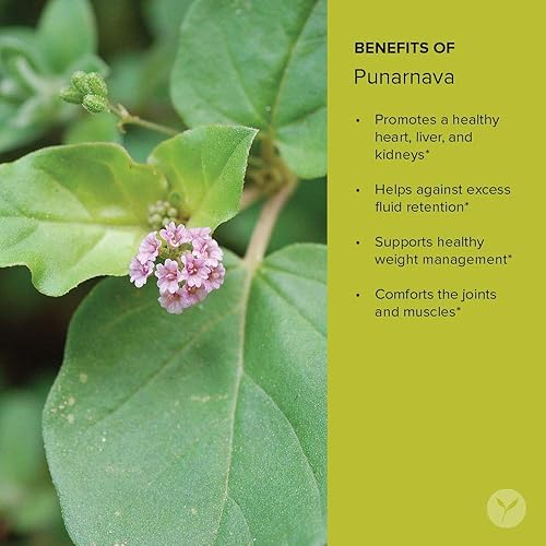 Miniatura 4 de Banyan Botanicals Organic Punarnava Powder  Boerhavia diffusa  para el control de peso, el hígado y el riñón y Más*  12lb  Vegano sin OGM de origen