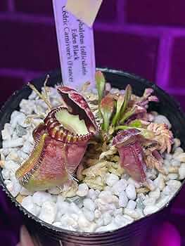 セファロタス　エデンブラック CZP Cephalotus follicularis Eden Black CZP セファロタスフォリ
