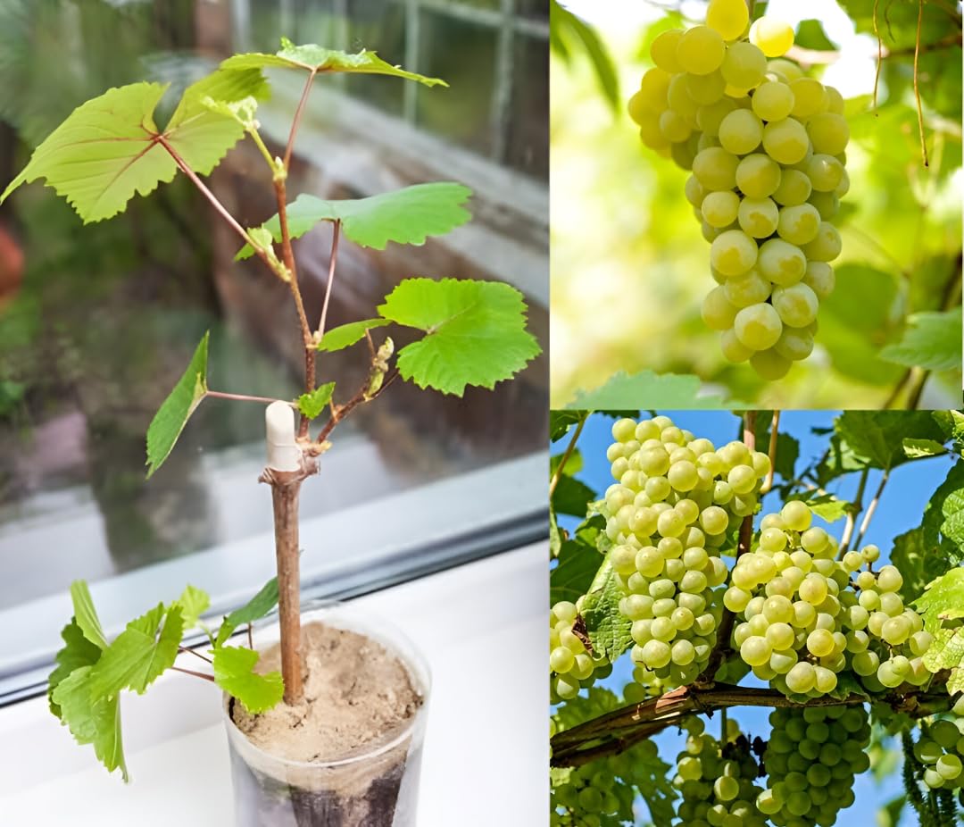 Green view® "Cotton Candy grapes Fruit plant "Grafted hybrid - 1 Healthy Live Super Yielding Early Fruting Cotton Candy grapes Fruit Plant' 1-1.5 Ft Height in Nursery Grow Bag for Home Garden