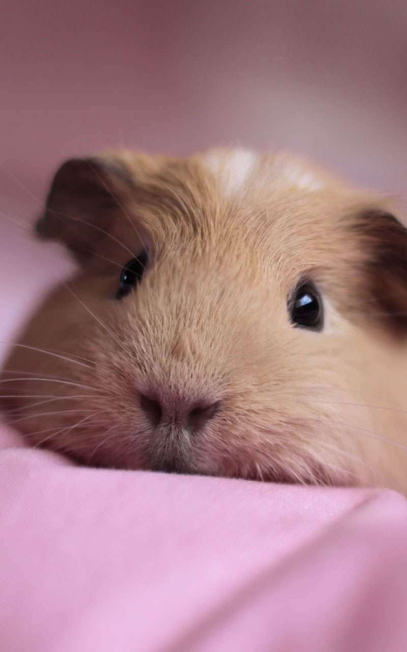 Cute Animals Live for Android