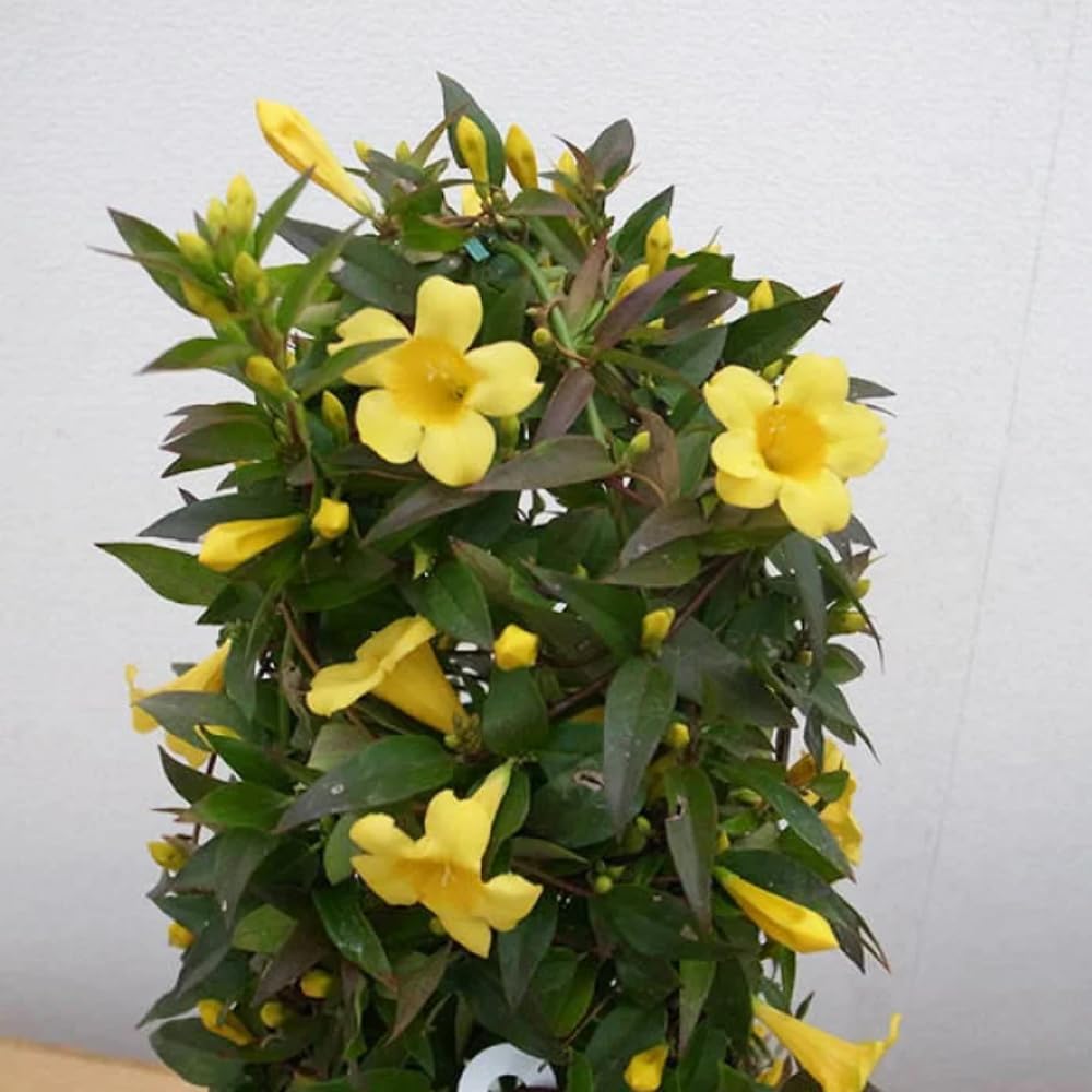 3 Yellow Carolina Jasmine Plants Live, 5 to 7 inches Long, Yellow Starter Climbing Jasmine Vines Plant Bare Root Flowers for Hedges Planting