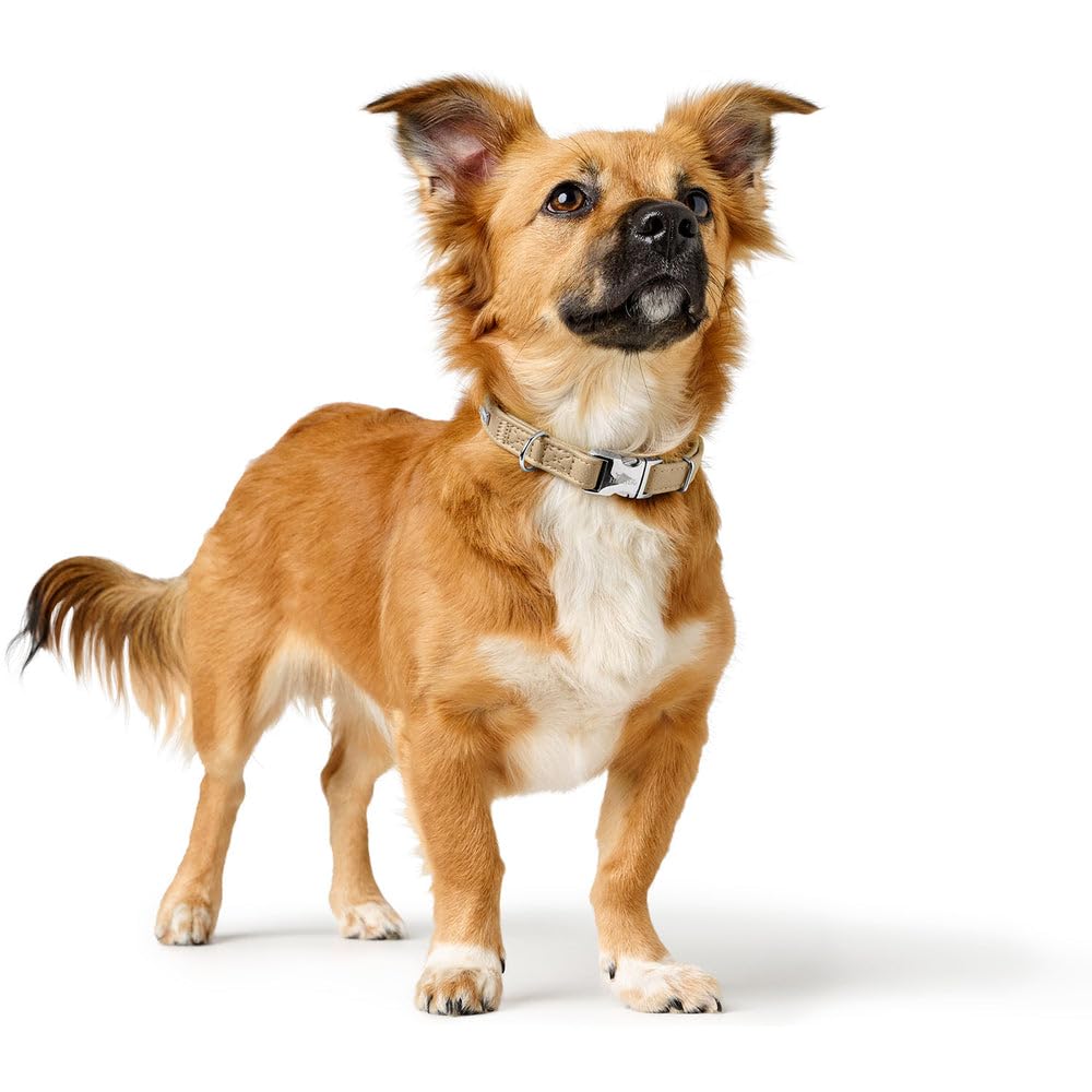 HUNTER Hundehalsung Amalfi ALU-Strong, Farbe: beige, Kunstleder in Nappa-Optik, vegan, stufenlos verstellbar, mit Alu-Strong Verschluss, Made in Germany, Größe 40-55/L