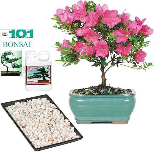 Brussel's Live Satsuki Azalea - Árbol bonsái para exteriores, juego completo de regalo, 5 años de edad 6 a 8 pulgadas de alto con recipiente