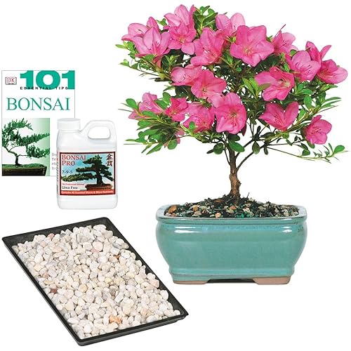 Brussel's Live Satsuki Azalea Outdoor Bonsai Tree - Complete Gift Set - 5 Years Old; 6" to 8" Tall with Decorative Container, Humidity Tray, Deco Rock, Bonsai Pro Fertilizer & Book