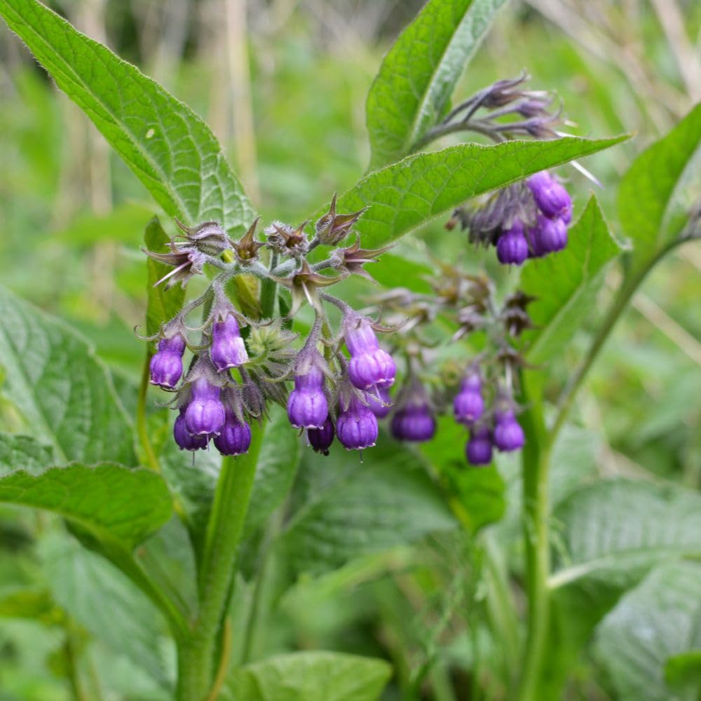 Symphytum officinale Comfrey - 9cm Pot x2 Plants By Thompson & Morgan