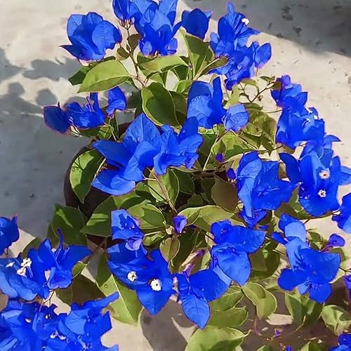 Miniatura 3 de QAUZUY GARDEN Bougainvillea Seeds 40 flores azules de papel bougainville atrae polinizadores planta de arbusto de floración perenne pantalla de
