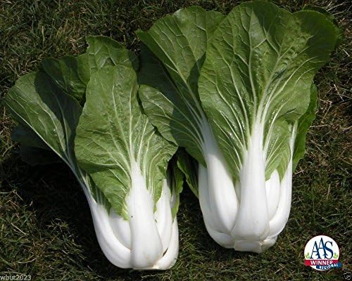 Chinese Cabbage (1000 Seeds) White Pak Choi, Non-heading Leaf Vegetable., Organic