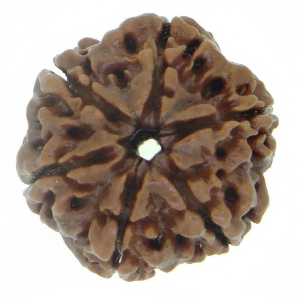 ARIHANT GEMS & JEWELS Brown Certified 6 Mukhi Nepali Rudraksha for Unisex