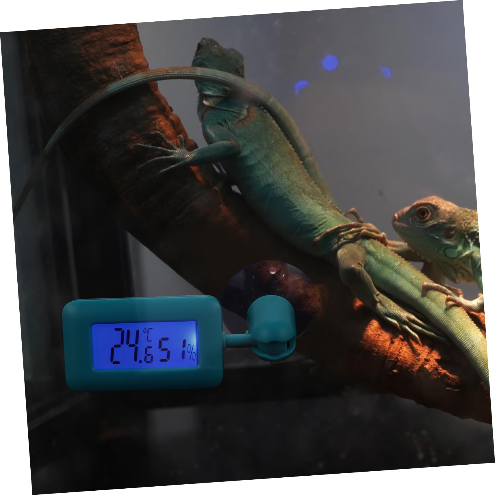 Yardwe 4stücke Digitales Reptil-thermometer Mit Rotationsdesign Und Saugnapf Für Terrarien Und Reptilienbecken Präzise Temperaturmessung Installieren Geeignet Für Zuhause