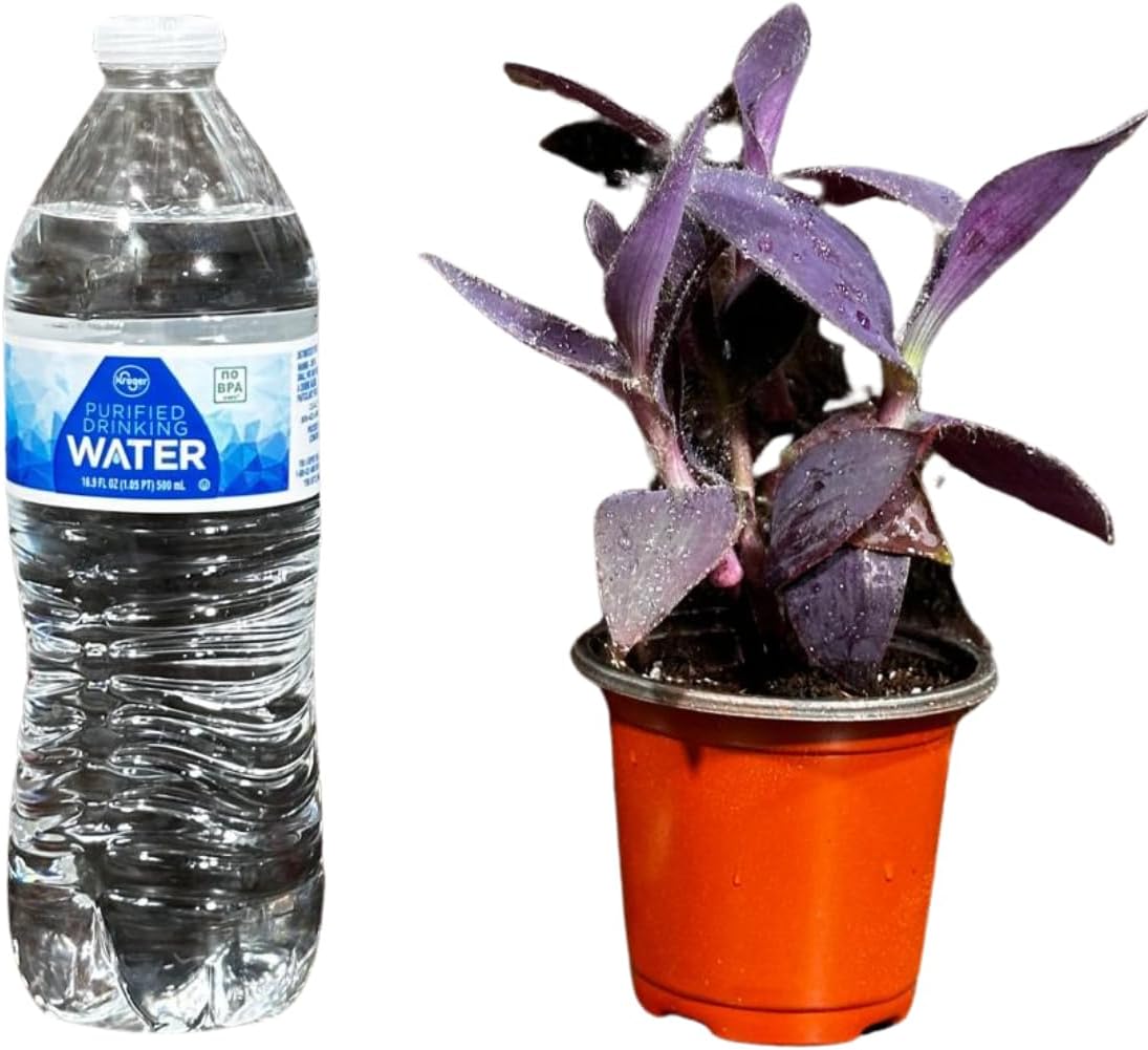 PLANTVERS Tradescantia Purple Jew in a 3" Nursery Pot - Purple Queen Plant - Trailing Houseplant - Air Purifier & Easy Care Indoor Plant - Low Light Office Plant