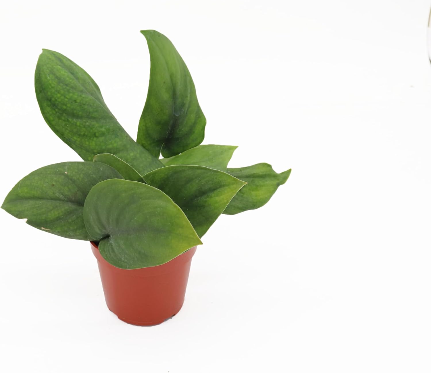 Scindapsus pictus 'Jade Satin' - 4'' from California Tropicals
