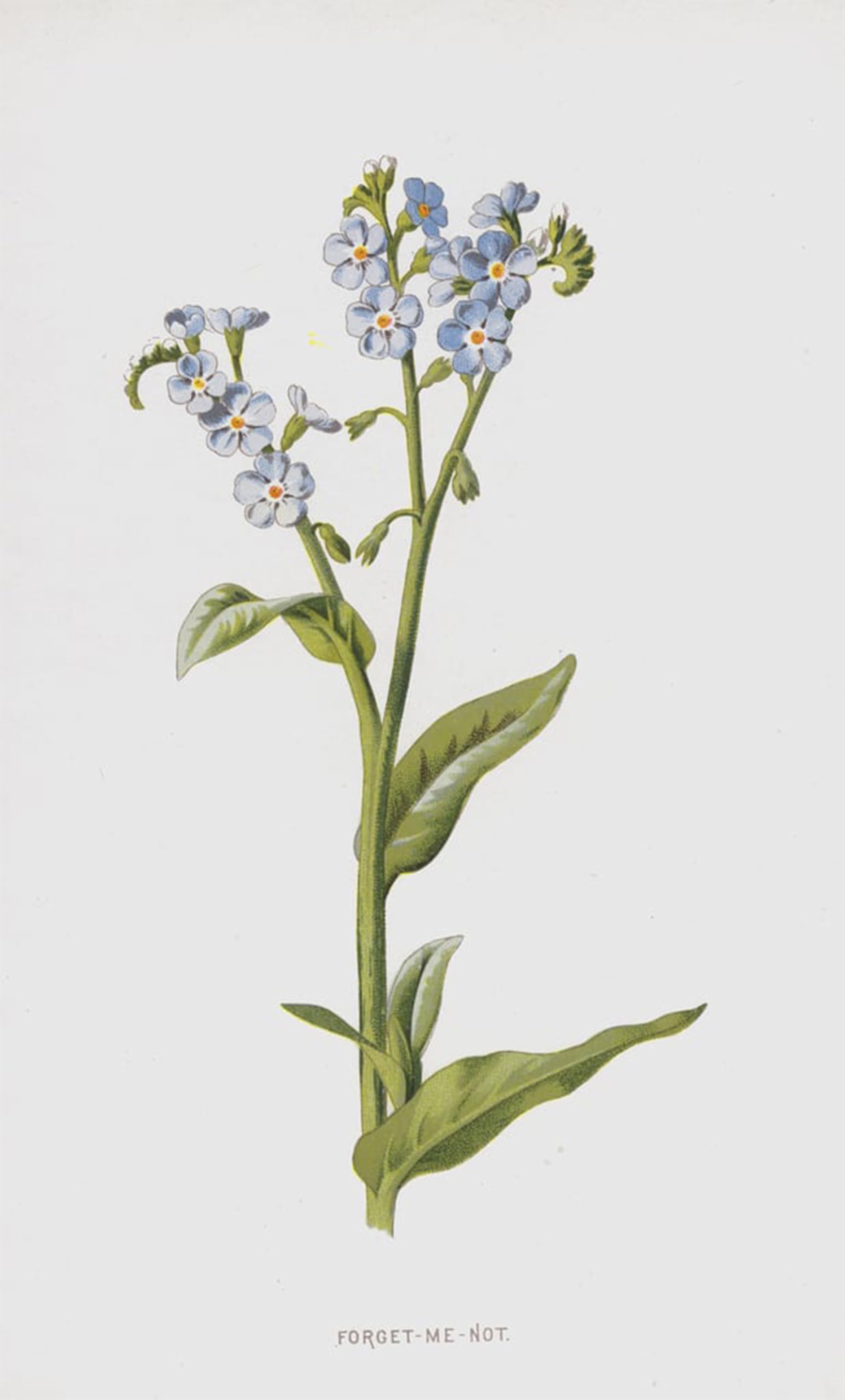 SERENDIPITP Vintage Picture Print on Canvas Wall Art Poster Forget Me Not by Frederick Edward Hulme Artwork Print Poster for Wall Decor 60x90cm
