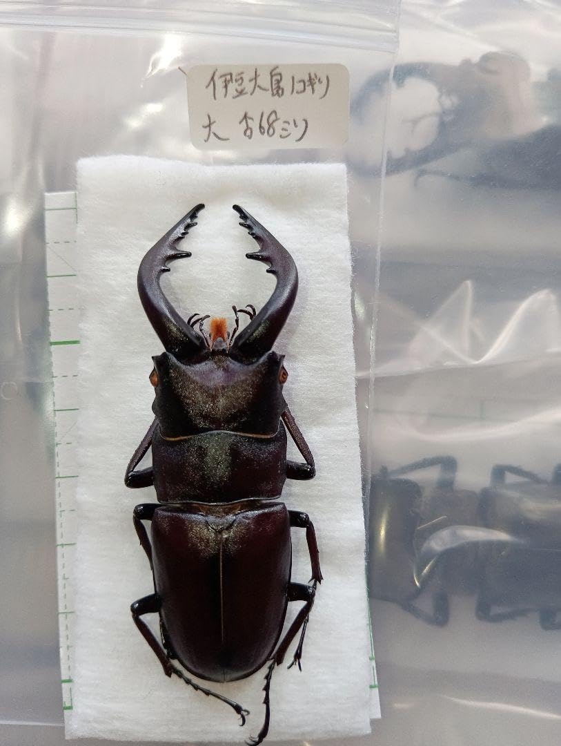 （伊豆大島）ノコギリ68ミリ <0829z昆虫標本・クワガタ他>