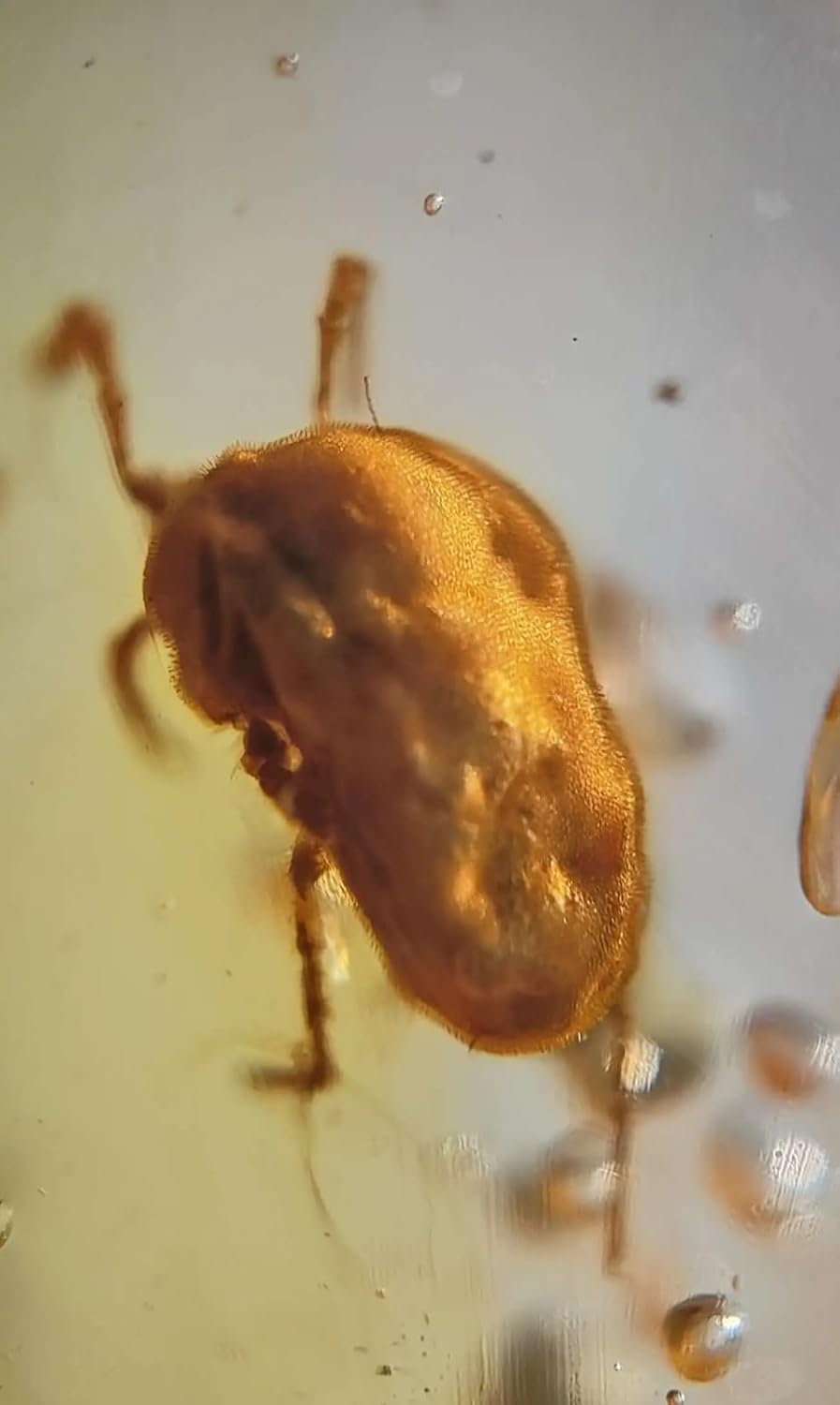 Burmese burmite Cretaceous Unknown Biological Insect Fossil Amber Myanmar