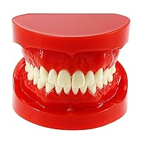 Vista 11 de Dientes dentales Modelo de dientes Adulto 1:1 Normal Estándar Typodont Cepillado Demostración Práctica Demostración Enseñar Estudio (M7010-1)