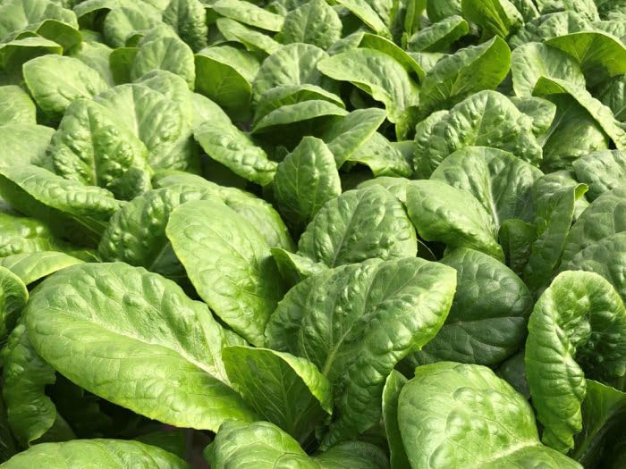 Agrey Katila Palak Vegetable Seeds (Green, Pack of 500 Seeds) (B0D14V72CB) Amazon Price History, Amazon Price Tracker