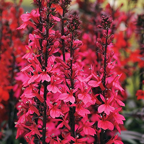 Park Seed Starship Deep Rose