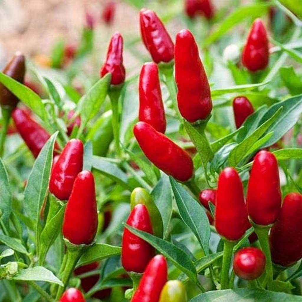 Creative Farmer Farm Hybrid Kanthari Mulaku Thai Pepper Bird Chilli -Red Plants For Evergreen Kandhari Chili (Birds Eyechilly) Plant (Healthy Live Plant) (B09HCR5BZG) Amazon Price History, Amazon Price Tracker