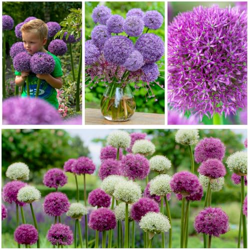 Collezione Allium Super (15 bulbi), mix di allium ornamentali giganti, perenni, bulbi di fiori profumati resistenti dall'Olanda per giardino, vaso grandi, senza semi, non artificiali)