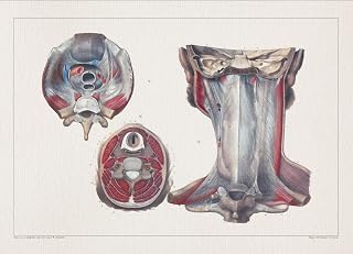 Anatomy SPINAL CORD VERTEBRA print SRA3 12x18 conqueror laid paper