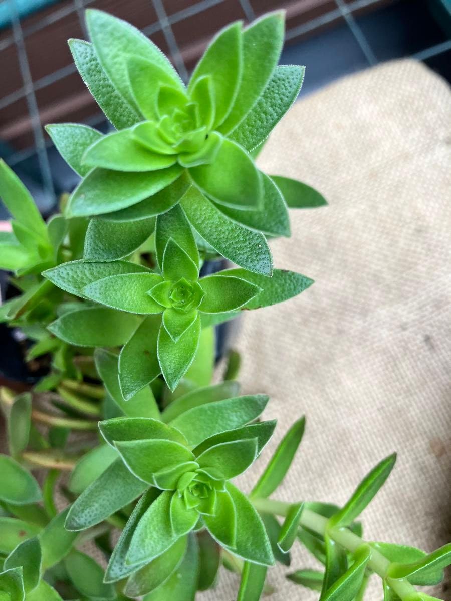 Amazon.co.jp: 紅葉祭り？抜き苗 ＋おまけ 多肉植物 セダム : DIY