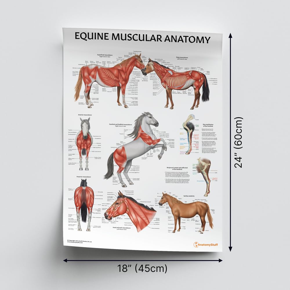 Plakat z anatomią mięśni koni, 45 x 60 cm, 45 x 60 cm, ilustracja układu mięśniowego konia, schemat weterynaryjny, duże mięśnie zwierząt