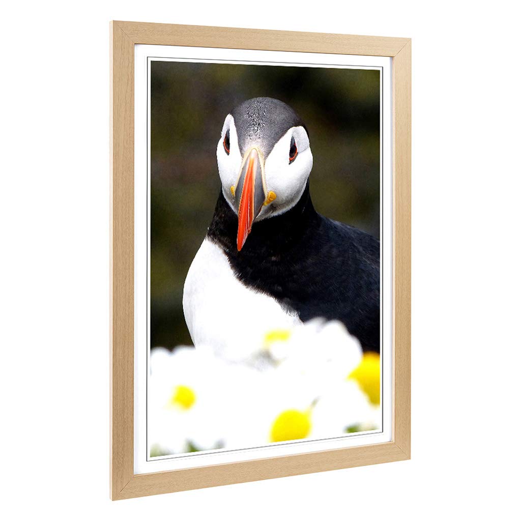 Big Box Art Framed Print of Atlantic Puffin Bird Design | Wall Art Picture | Home Decor for Kitchen, Living, Dining Room, Lounge, Bedroom, Hallway, Office, Oak, A2 / 24.5x18 Inch / 62x45cm