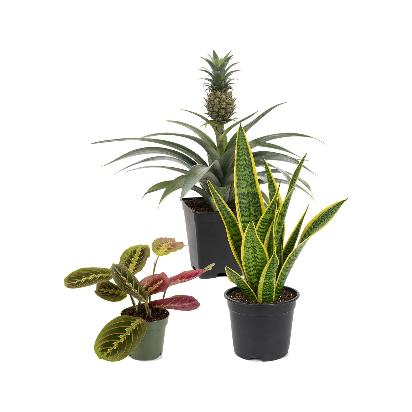 DECOALIVE Pack 3 Plantas de Interior para Verdes, Cremas y Amarillos