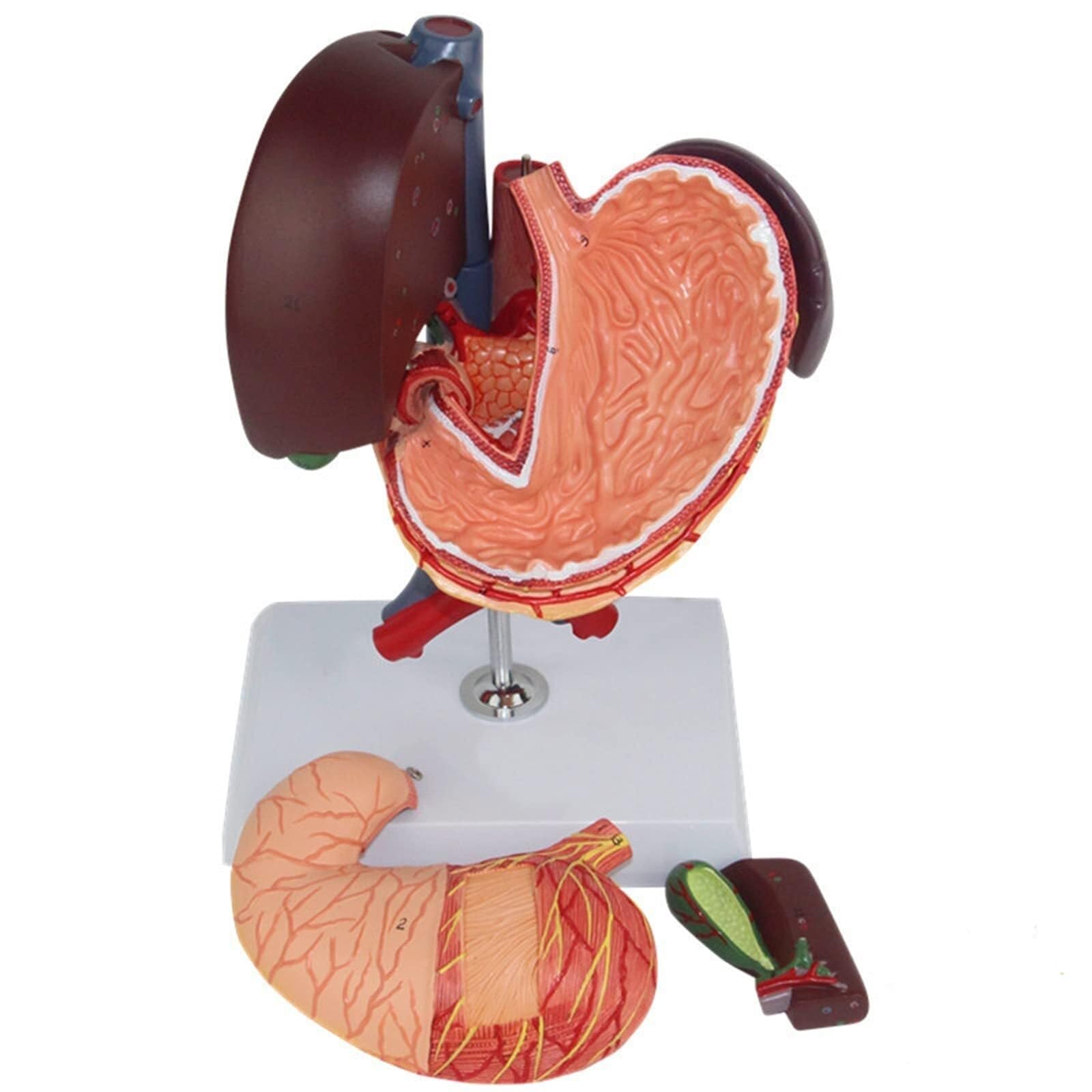 HEQIM Liver Duodenum Pancreas Model, Human Liver Model, Life-Size Liver Anatomical Model, PVC Liver and Gallbladder Digestive Organ Simulation Model, Educational Training aid