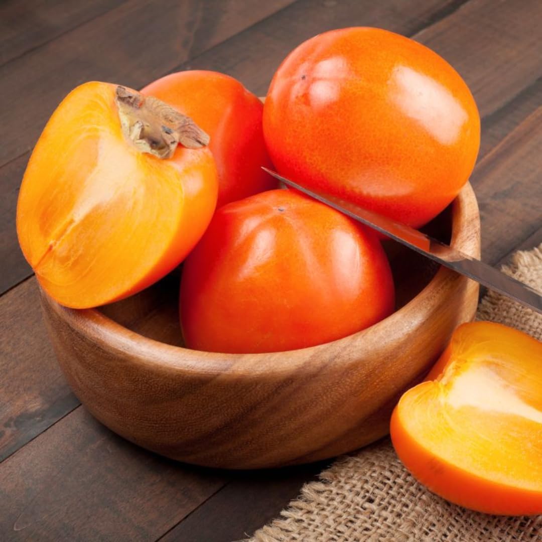 2 Cold Hardy Persimmon Trees Live Fruit Plants, 6-14" Tall Well-Rooted, American Persimmon Tree