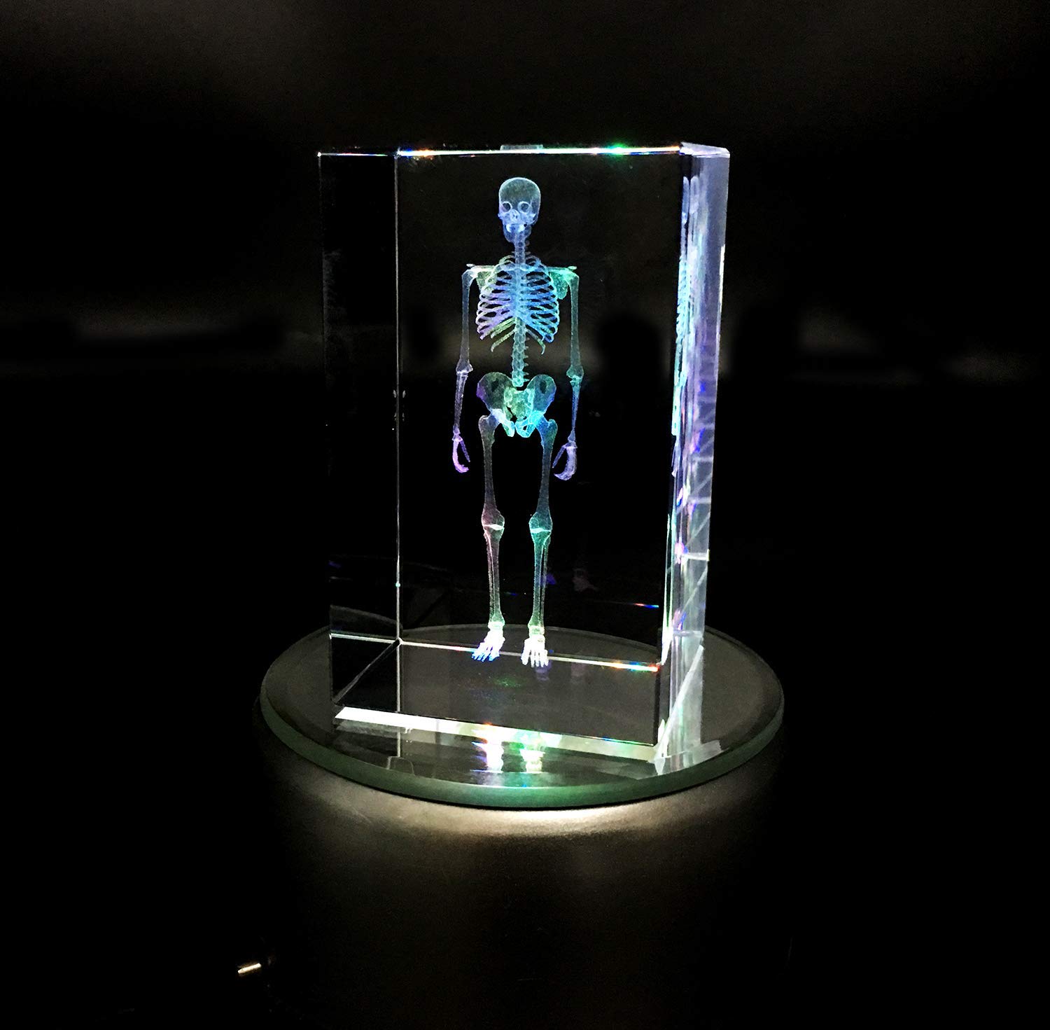 Model anatomiczny szkieletu człowieka 3D, ciężarek papierowy