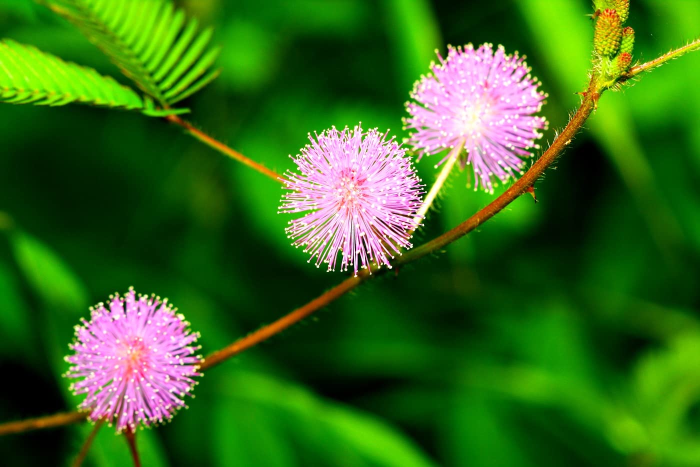 Amazon.com : 100 Sensitive Plant Seeds for Planting - Exotic Flower Seeds -  Mimosa Pudica, Moving Plant, Shy Plant, Shameful Plant, Touch-me-not Made  in USA, Ships from Iowa : Patio, Lawn & Garden