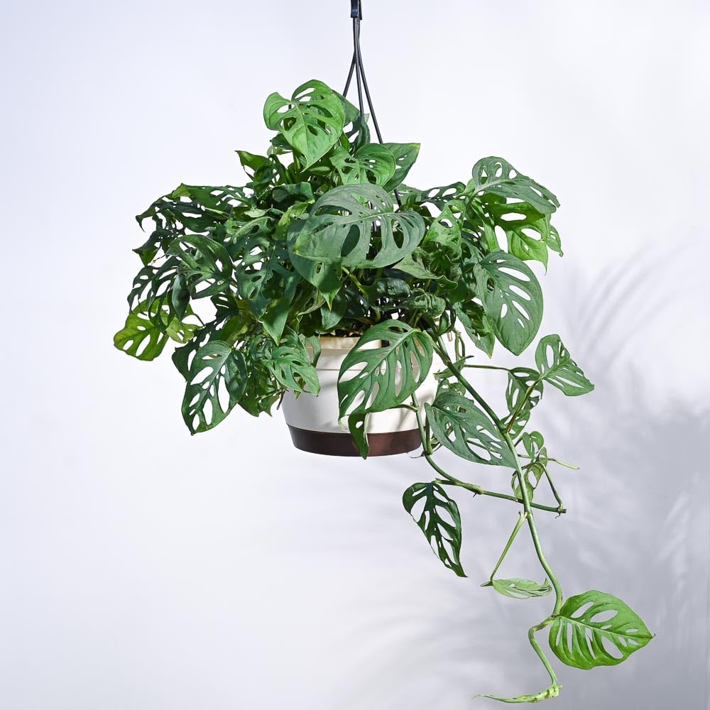 Ugaoo Philodendron Broken Heart Indoor Plant - Monstera Adansonii Hanging Pot (Ivory)-image-29