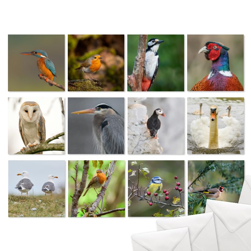 British Birds Mixed Greeting Cards, Pack of 12 note cards, Blank Inside, with White Envelopes (14x14cm)