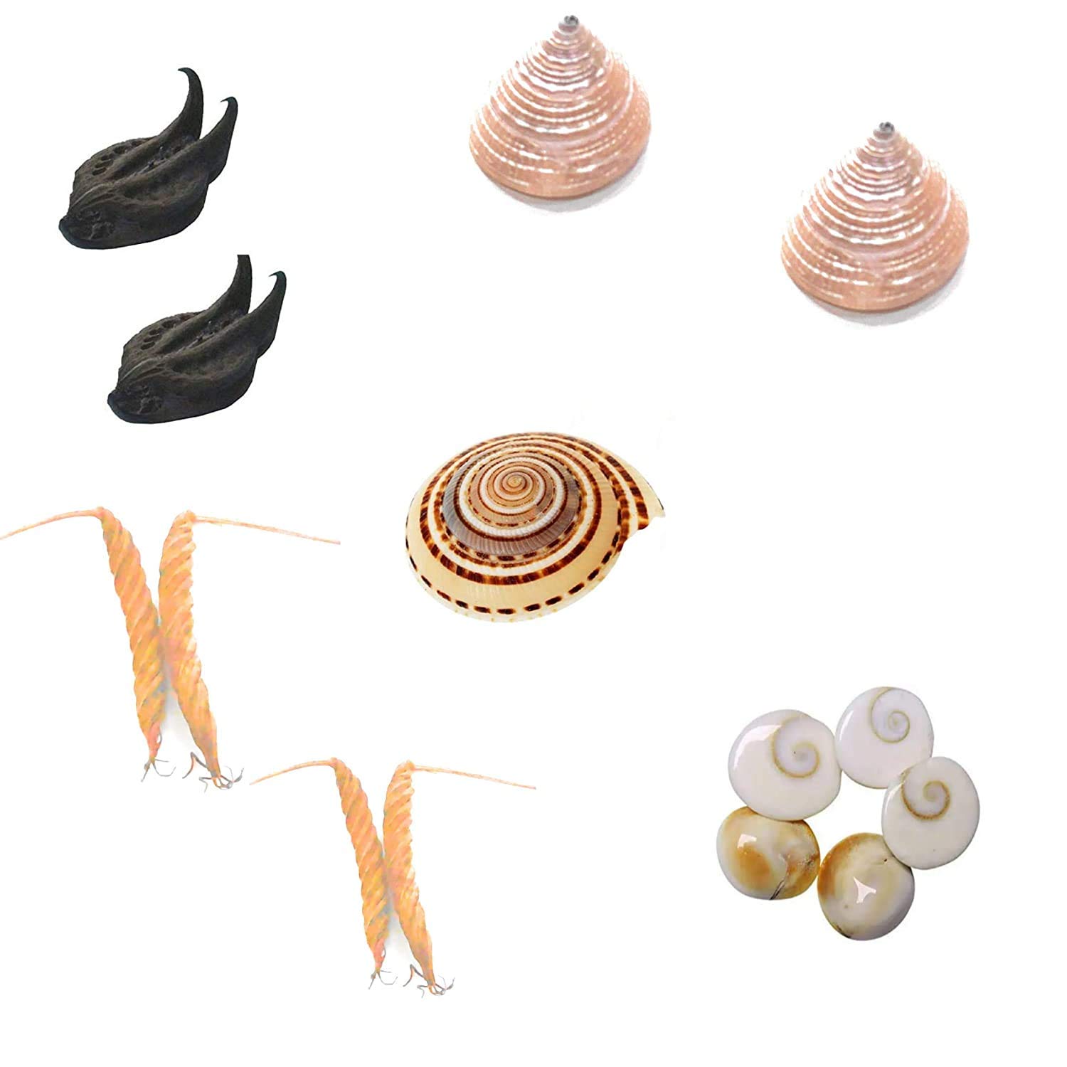 MEERUT BAZAR Evil pod/Devil pod Set- 5 Gomathi Chakras- 2 Bat Head Roots- 2 Balamuris - 2 Edamuris - 2 Mutyapu Shanku (B08XXNXN2H) Amazon Price History, Amazon Price Tracker