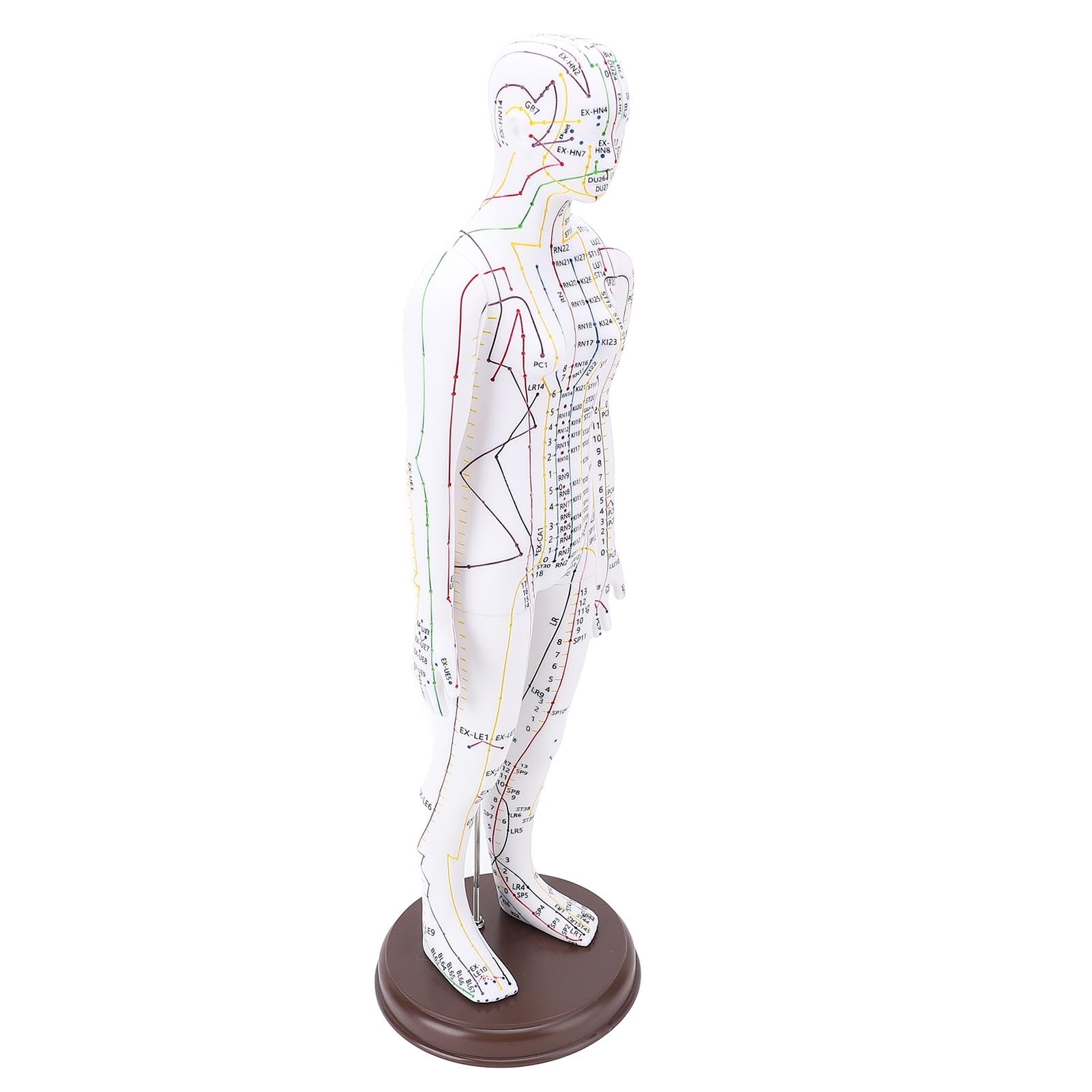 Acupuncture Model Human Body Model Full Body Acupuncture Practice Tool with Base Acupuncture Model Human Body Acupuncture Model Acupuncture Model with Base Full Body Acupuncture