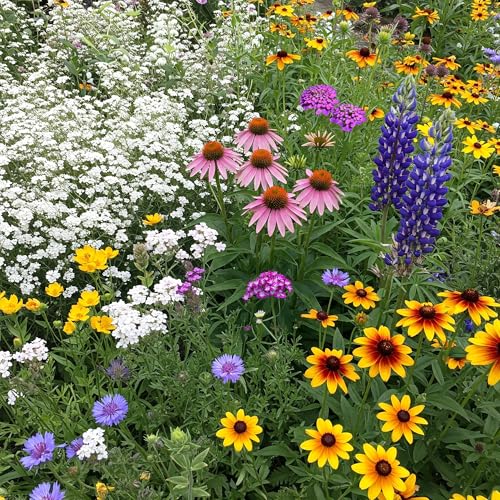 Image of Ferry-Morse Texas & Oklahoma Bulk Wildflower Seeds, 210,000+, 1 lb