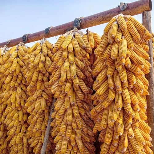 Semi di mais,semi di mais dolce,semi di ortaggi,resistenti per il giardino semi di ortaggi invernali,da giardino da ombra resistenti 80pcs