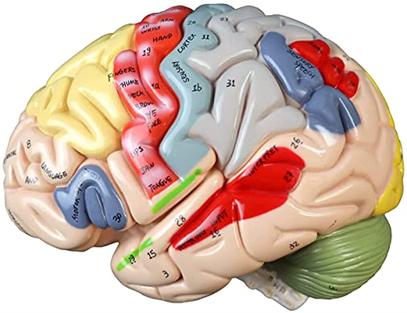 Anatomia del Cervello Umano Modello di partizione Funzione cerebrale Modello di Anatomia Cervello Umano Modello anatomico Funzione cerebrale Dipinta Modello di Struttura partizione Modello