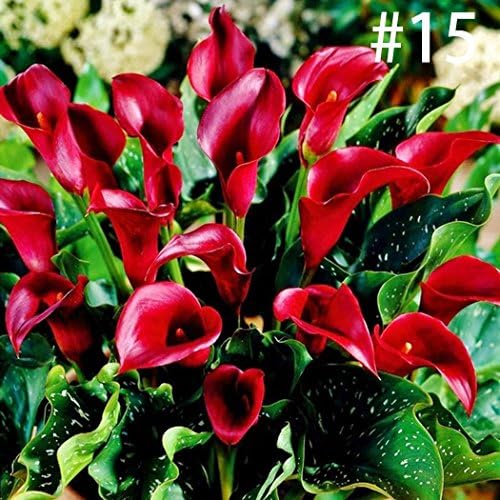 MelysUS 100pcs Calla Lily Seeds Rare Flower Seeds Bonsai Potted Plant Perennial Flowers