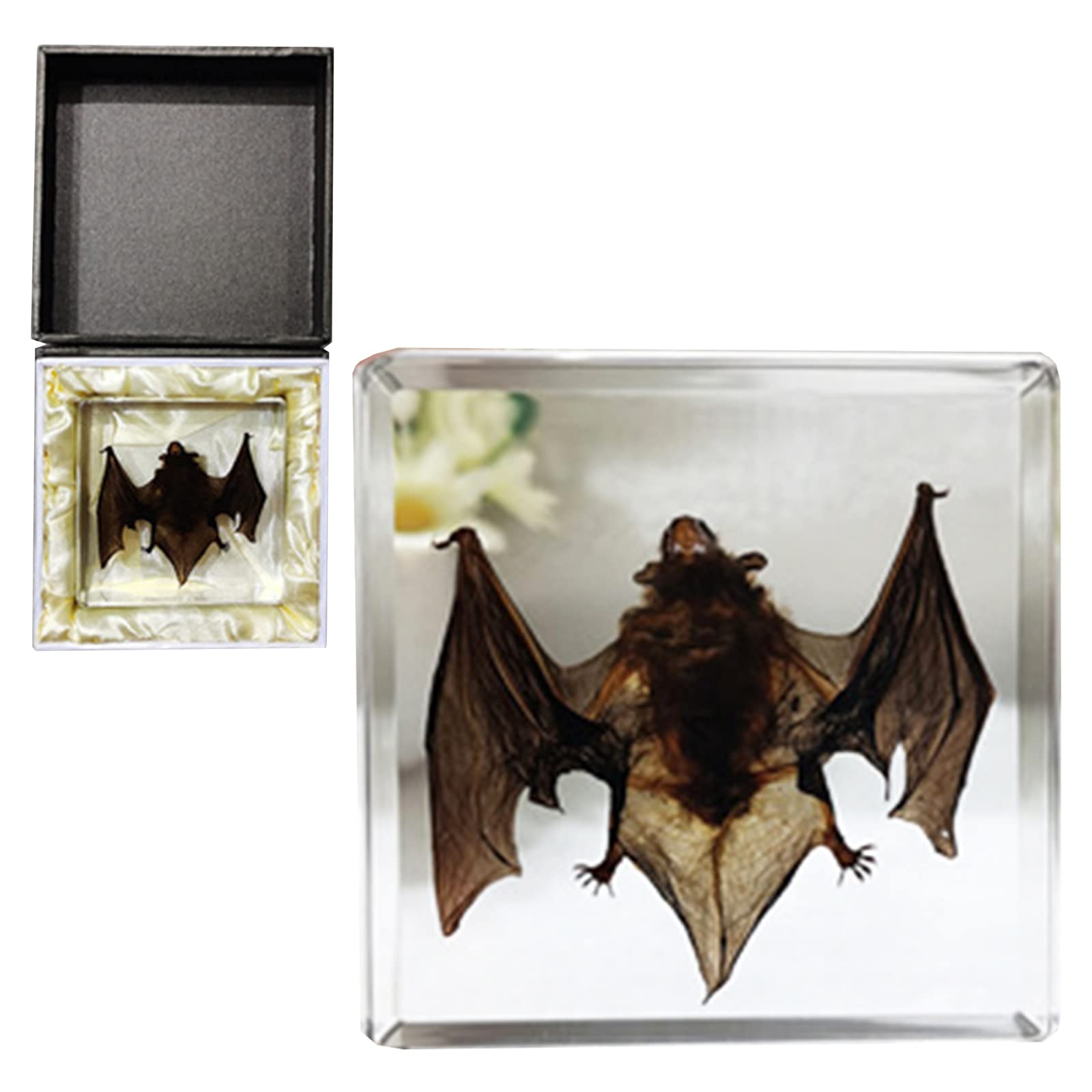 Giocattolo didattico da collezione biologico educativo da collezione biologico educativo del laboratorio del campione del campione del pipistrello del modello dell'esemplare del bat (A)