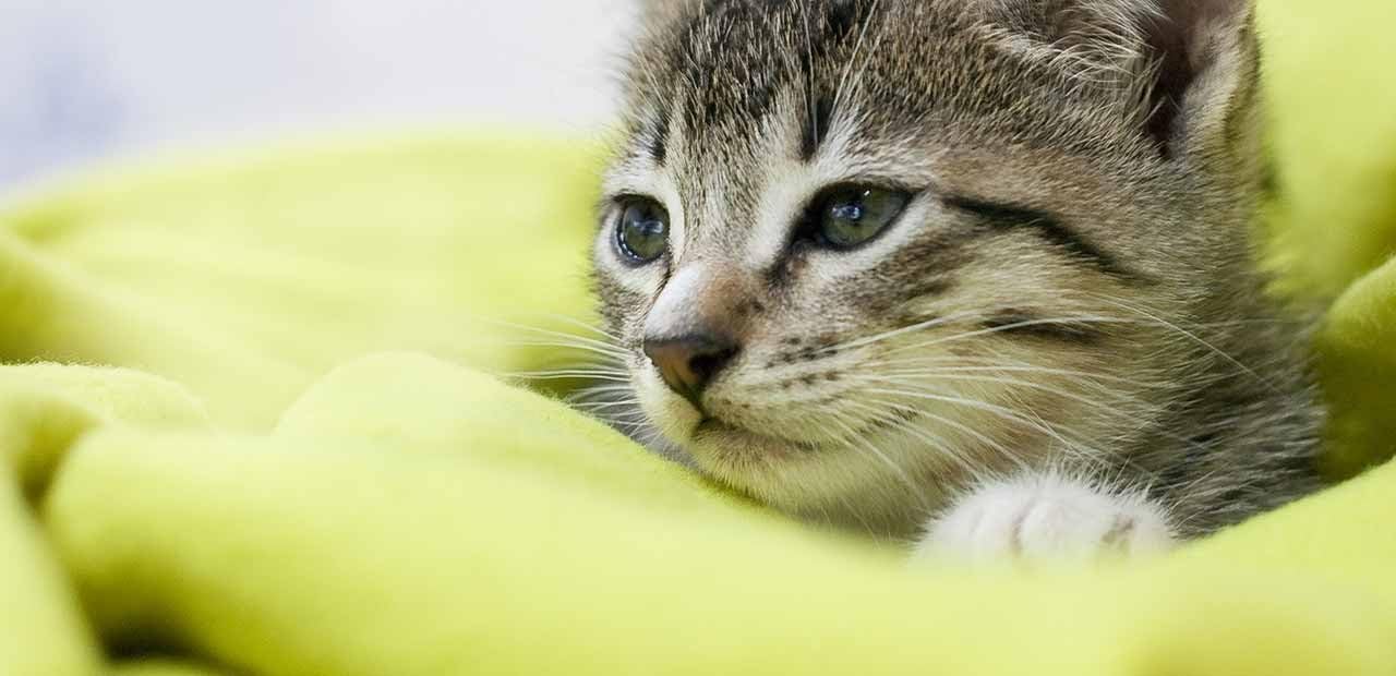 PETS HEALTH SOLUTION calming for cats treats - RELAXANT FOR CATS - HELPS KEEP CALM - ANXIETY RELIEF - TREATS - cat relaxant - 270 Treats (3 Bottle)