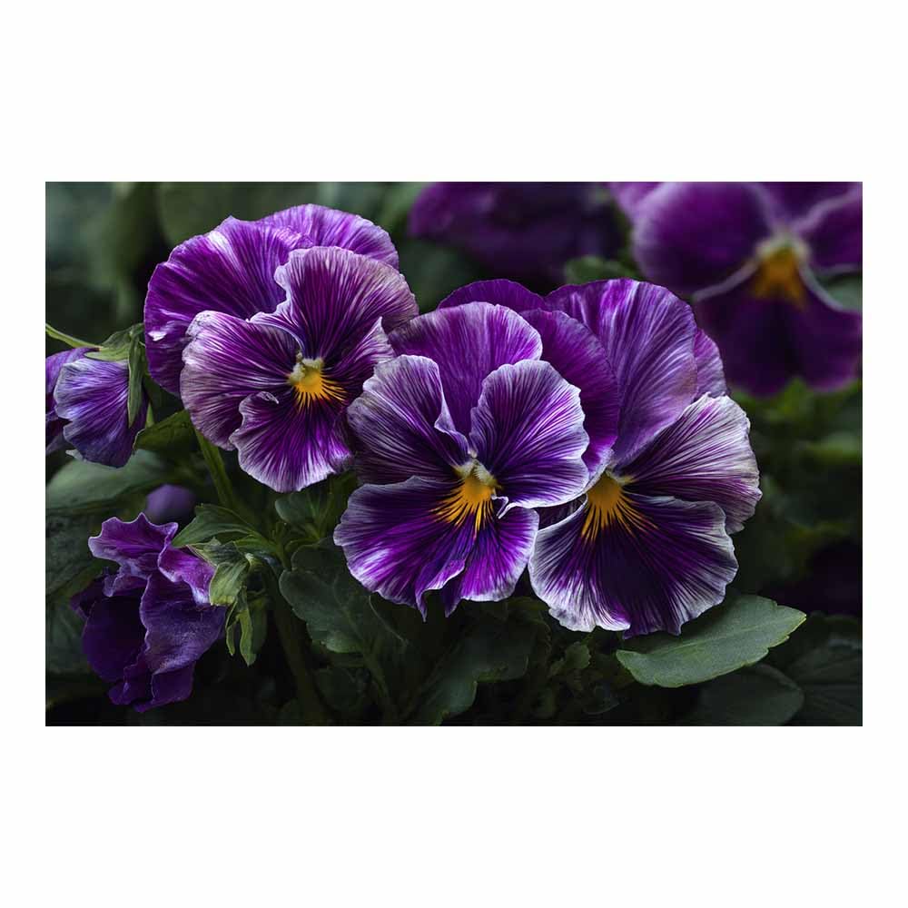 ZAMAEIU Nature Landscape Picture Cluster of patterned petals Large Modern Scenic Painting, for Living Room Bedroom Bathroom Dinning Room Home Office Wall Decor(Purple;)-60x90cm Unframed