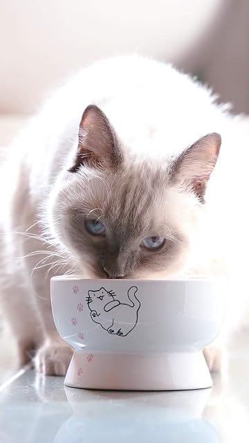 Foto 4 de 7 de Cuenco de agua elevado para gatos, elevado, hecho de porcelana, suministros para mascotas
