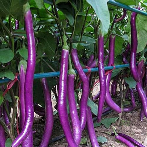 generic - NO-GMO 180 Seeds, Long Purple Eggplant Seed High Yield Vegetable Seed for Planting Home Garden Heirloom Seeds