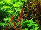 Dennerle-Plants Rotala macrandra 